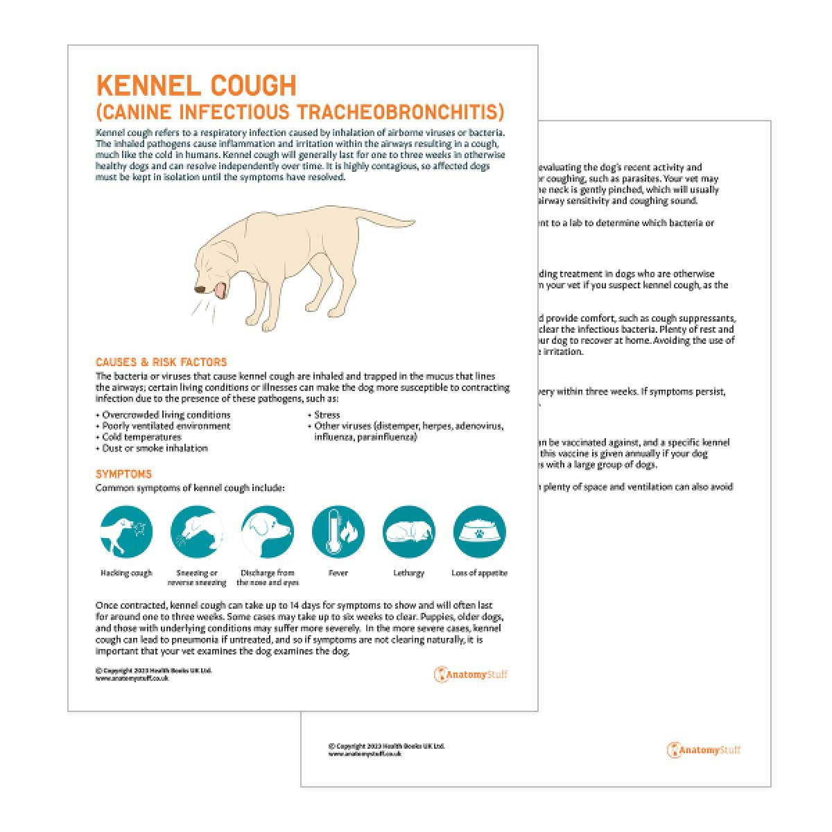 Canine Infectious Tracheobronchitis Pet Owner Education Handout