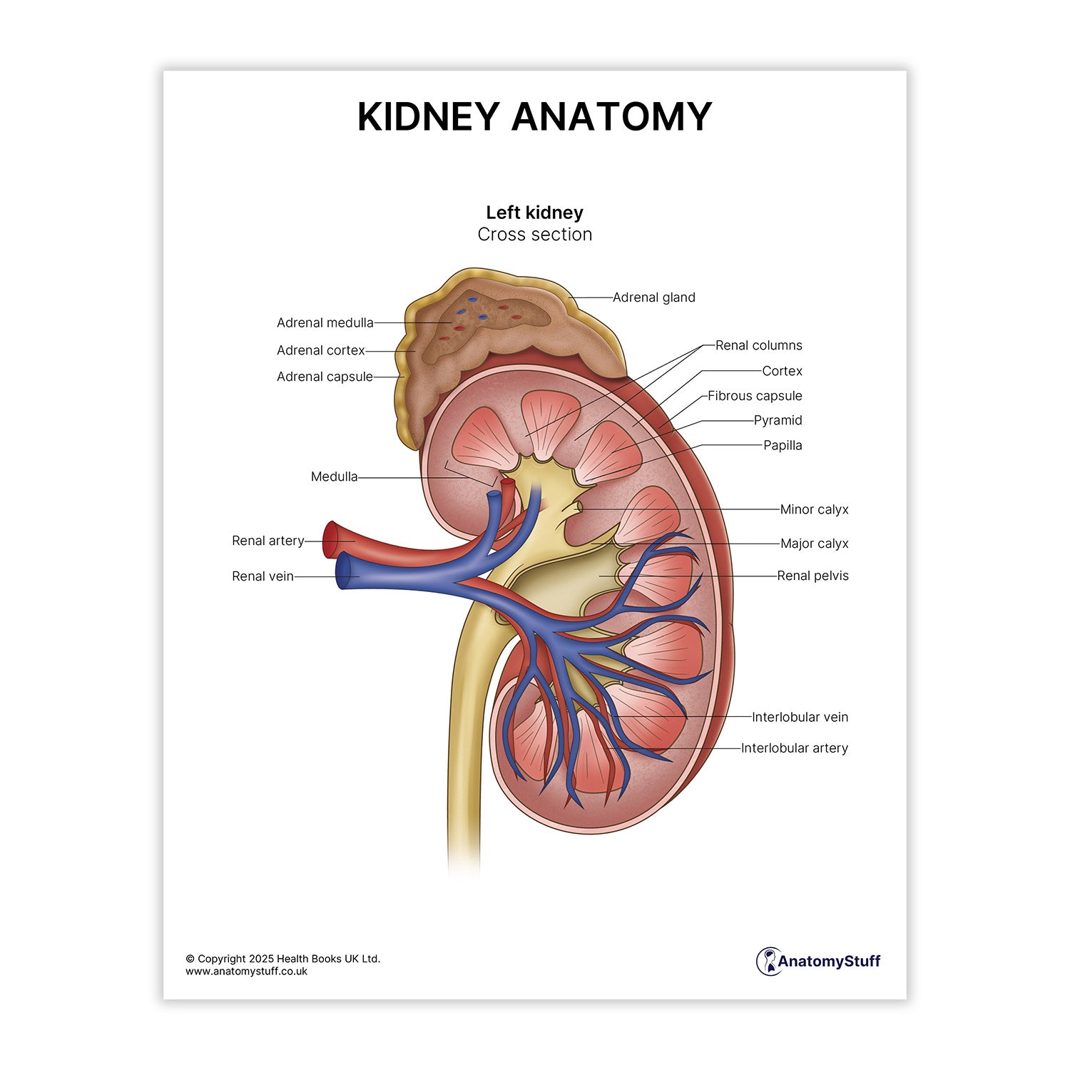 Kidney Anatomy Print (Small 8x10")