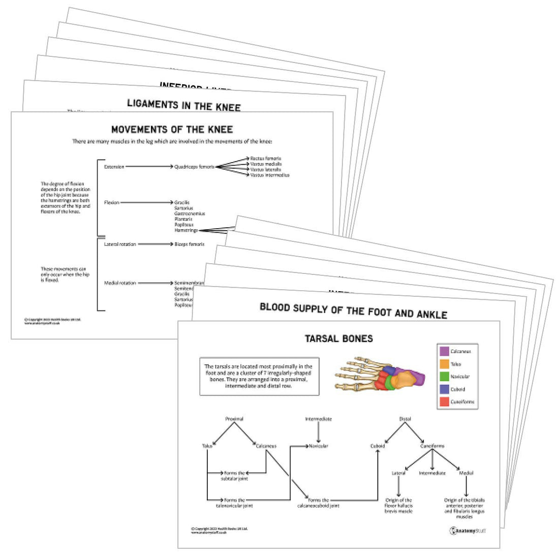 Lower Limb Anatomy Revision Pack PDF | Knee, Foot & Ankle Study Charts ...