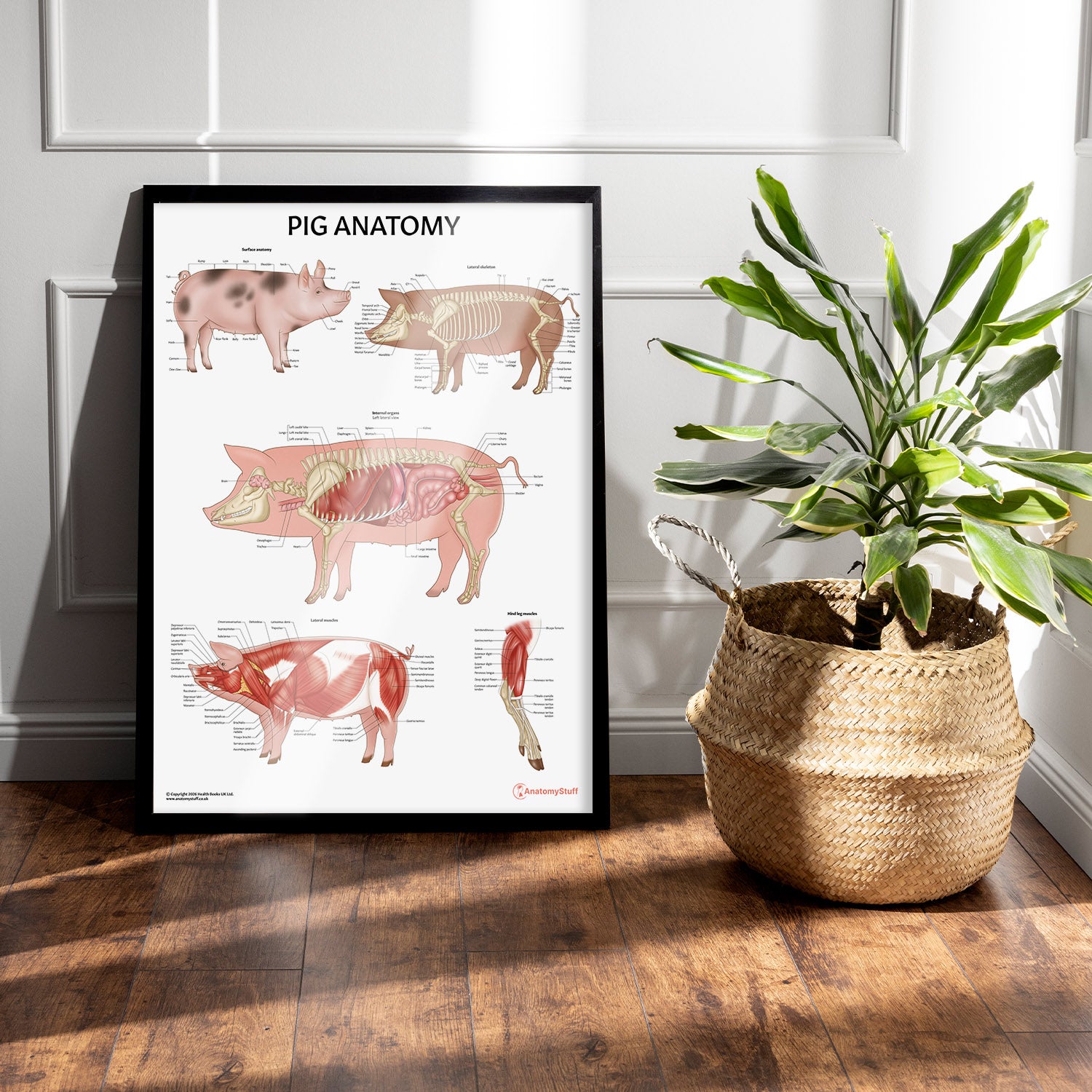 Pig Anatomy Chart / Poster