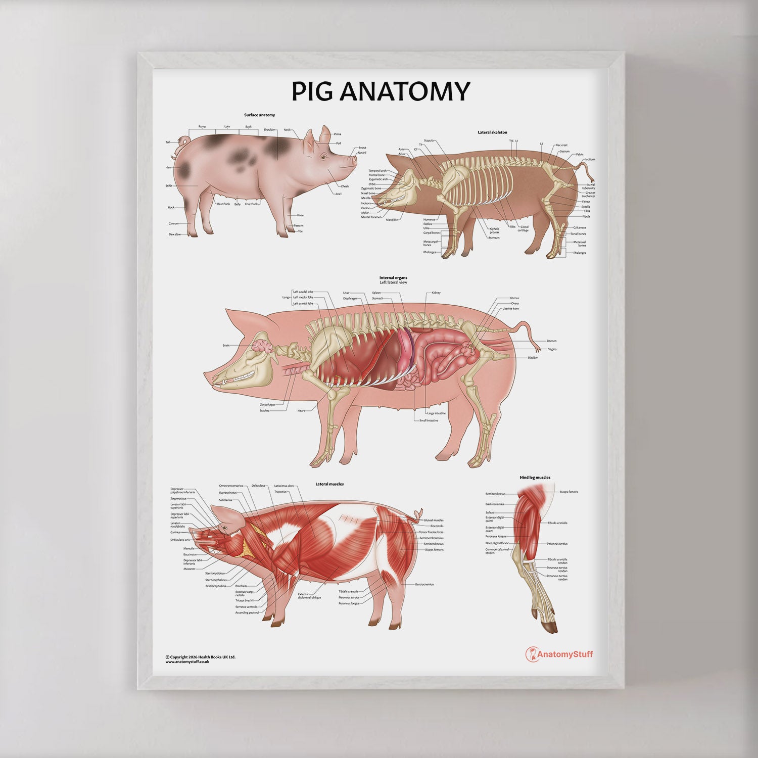 Pig Anatomy Chart / Poster