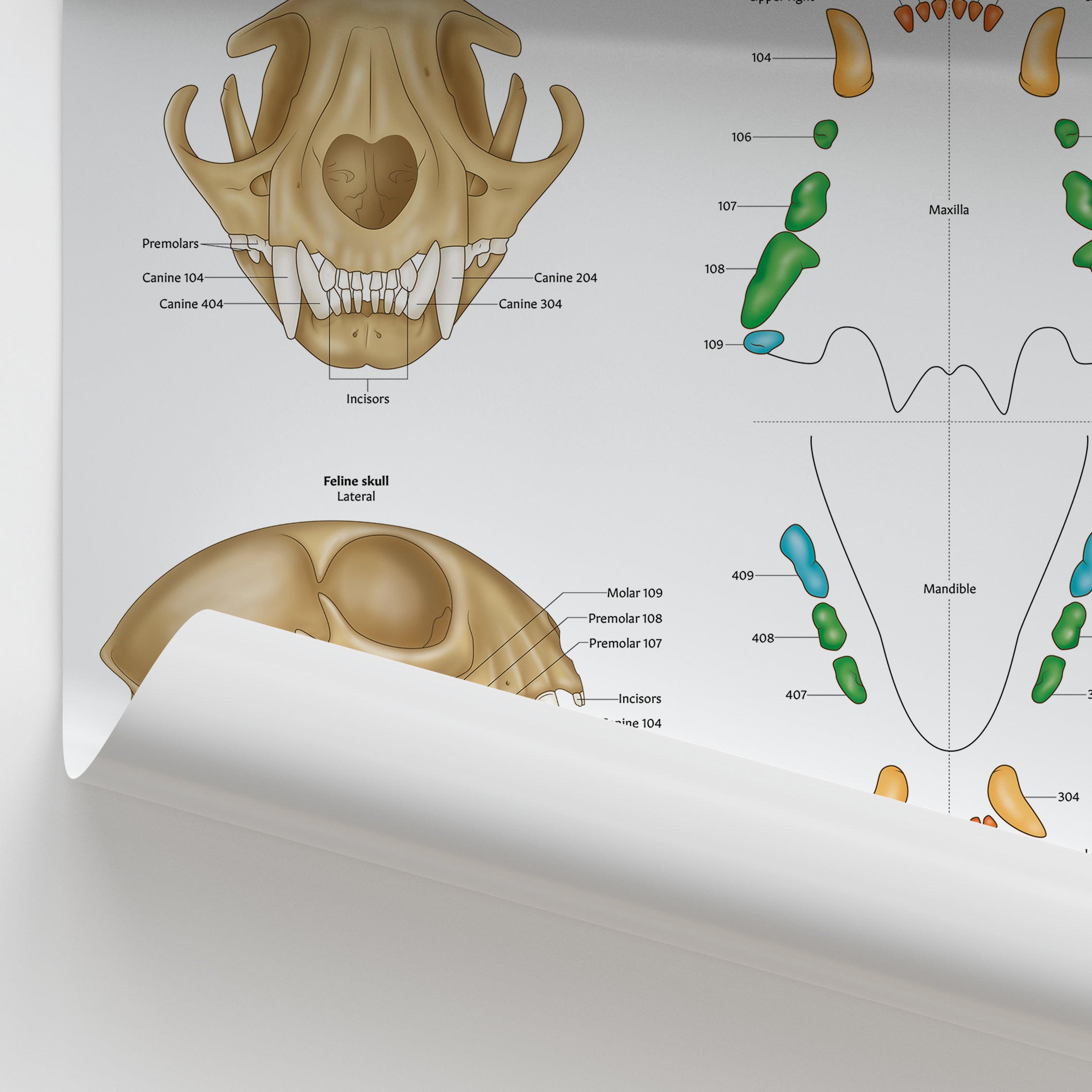 Feline Dental Map Poster Cat Teeth Anatomy Chart AnatomyStuff feline-dental-map-poster-cat-teeth-anatomy-chart-anatomystuff