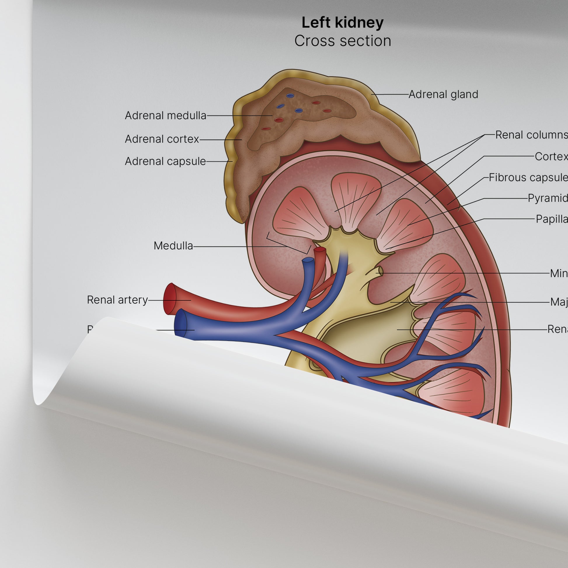Kidney Anatomy Print (Small 8x10")