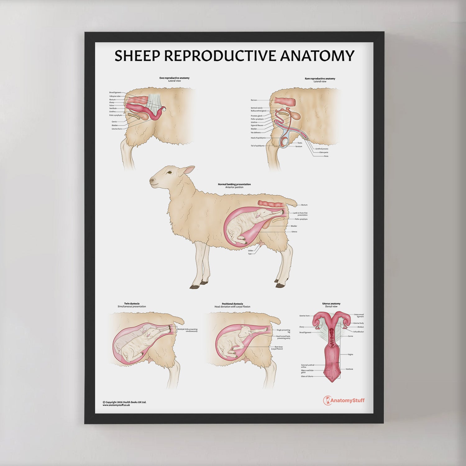 Sheep Reproductive Anatomy Chart / Poster