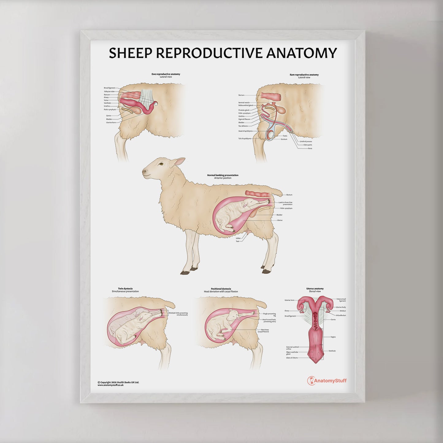 Sheep Reproductive Anatomy Chart / Poster