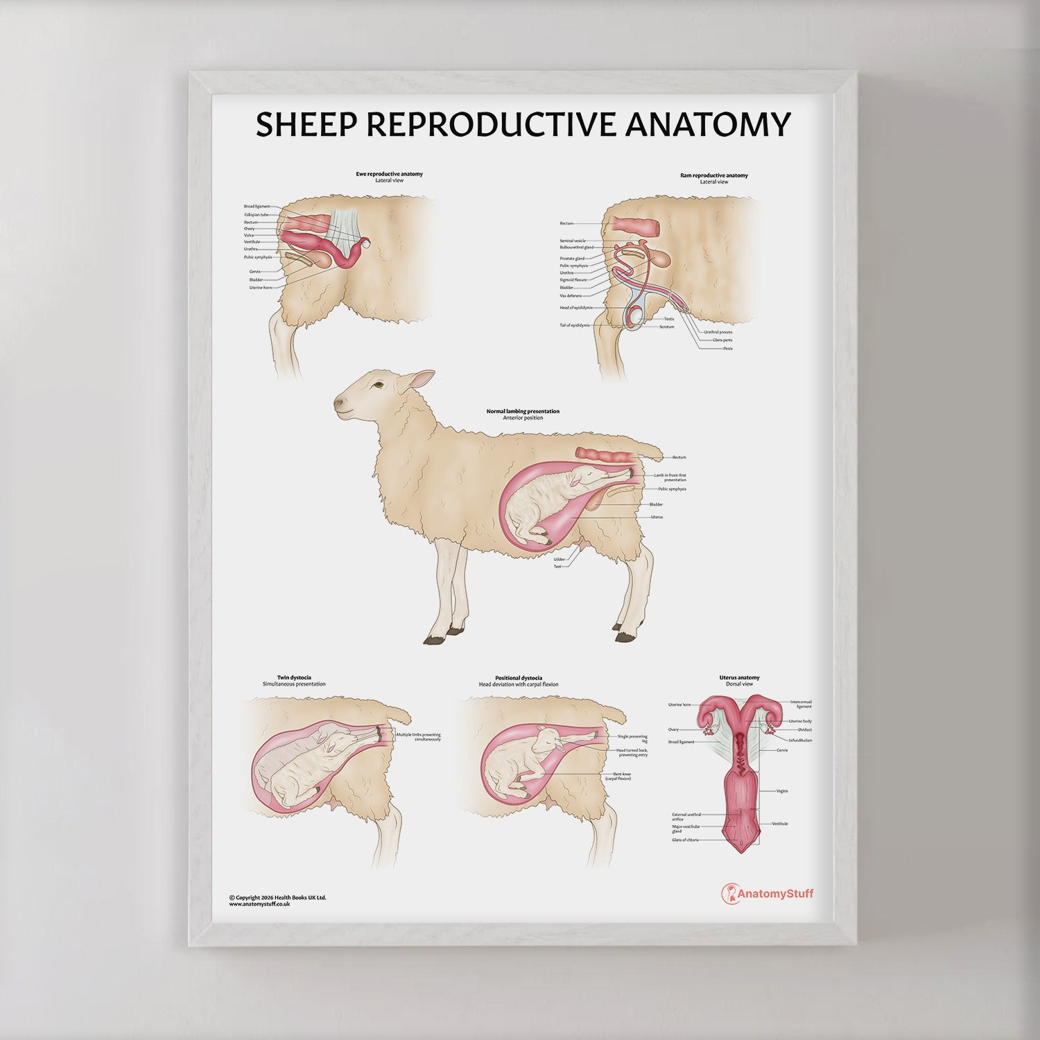 Sheep Reproductive Anatomy Chart / Poster