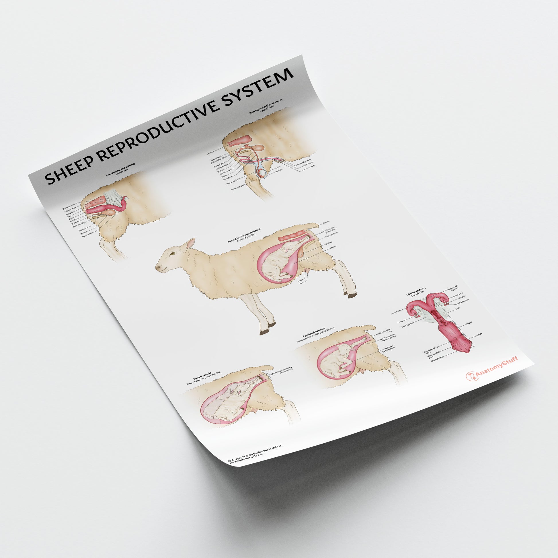 Sheep Reproductive Anatomy Chart / Poster