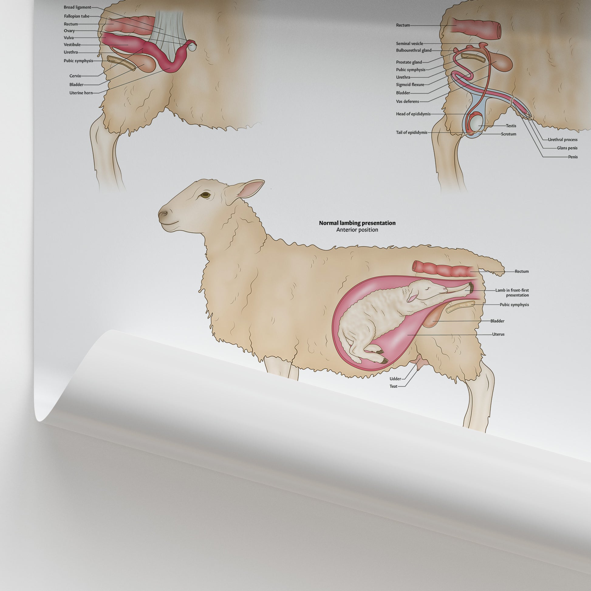 Sheep Reproductive Anatomy Chart / Poster