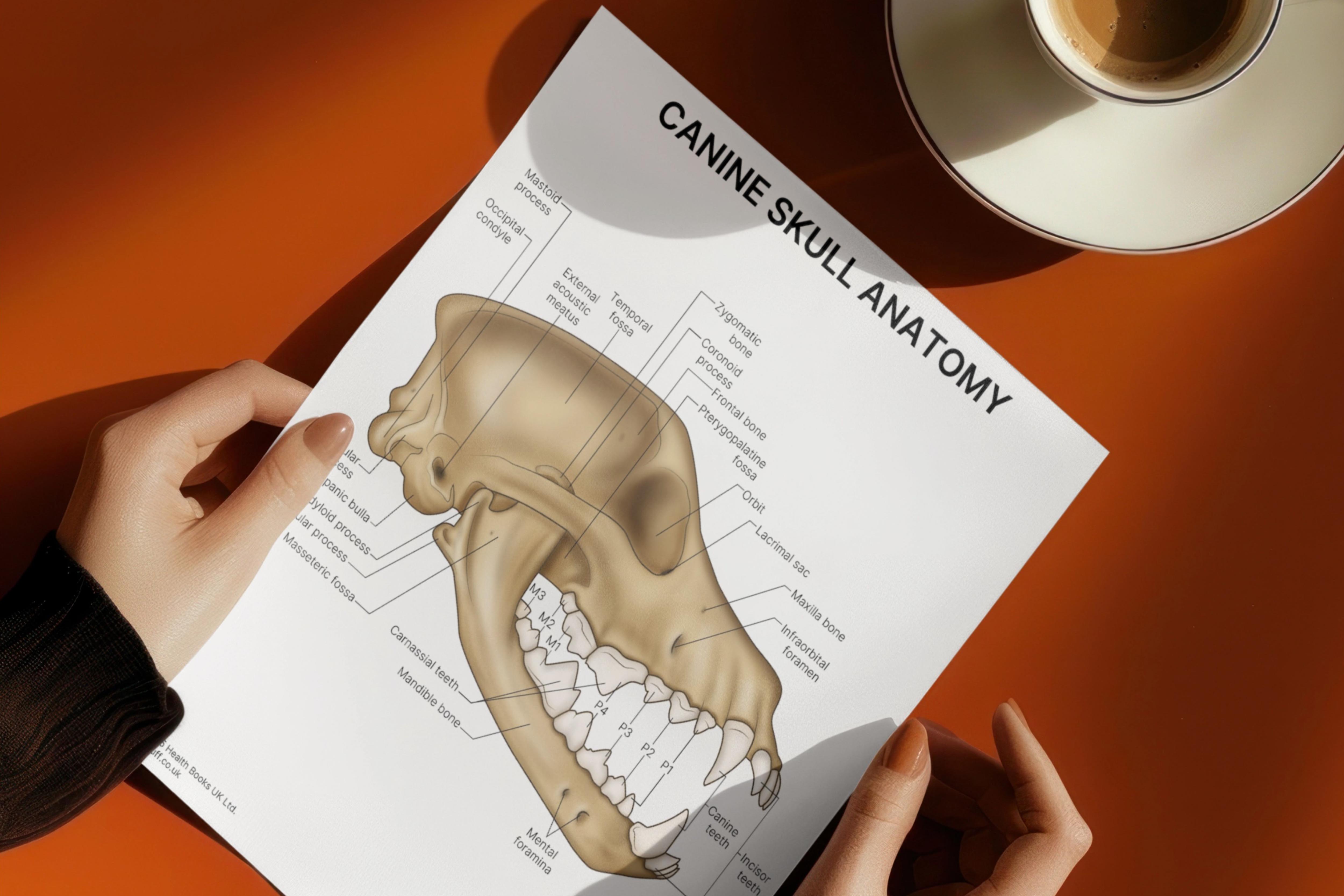 Small Veterinary Anatomy Prints Anatomystuff