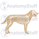 Switch Canine Skeleton Illustration 2 image