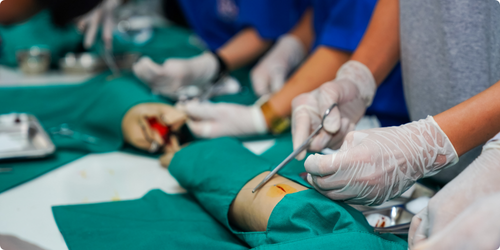 Small Veterinary Anatomy Prints Anatomystuff