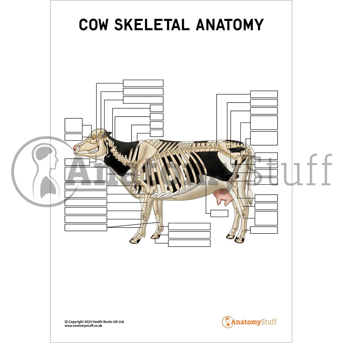 Unlabelled Cow Skeletal Anatomy