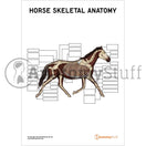 Switch Unlabelled Equine Skeletal Anatomy 3 image