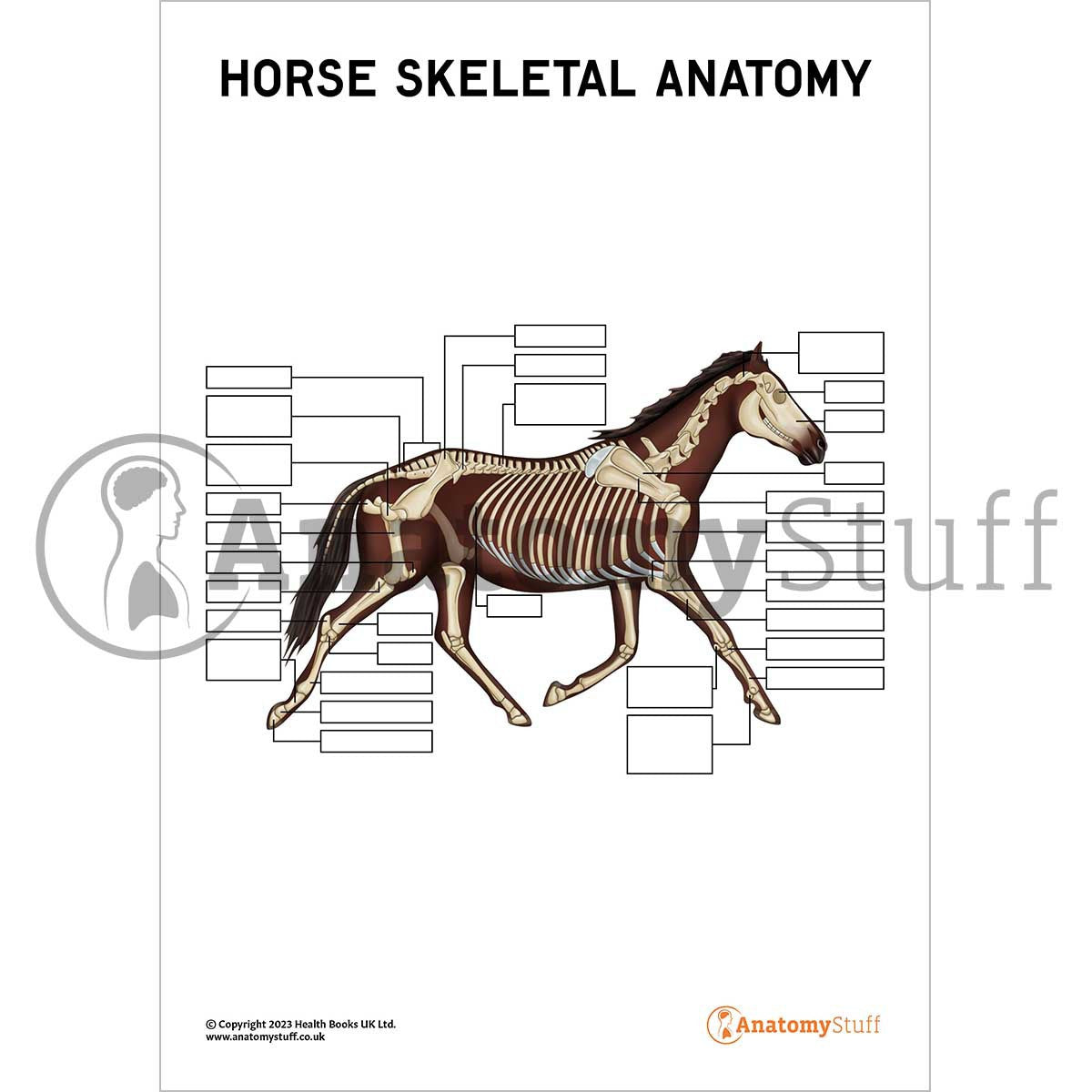 Unlabelled Equine Skeletal Anatomy