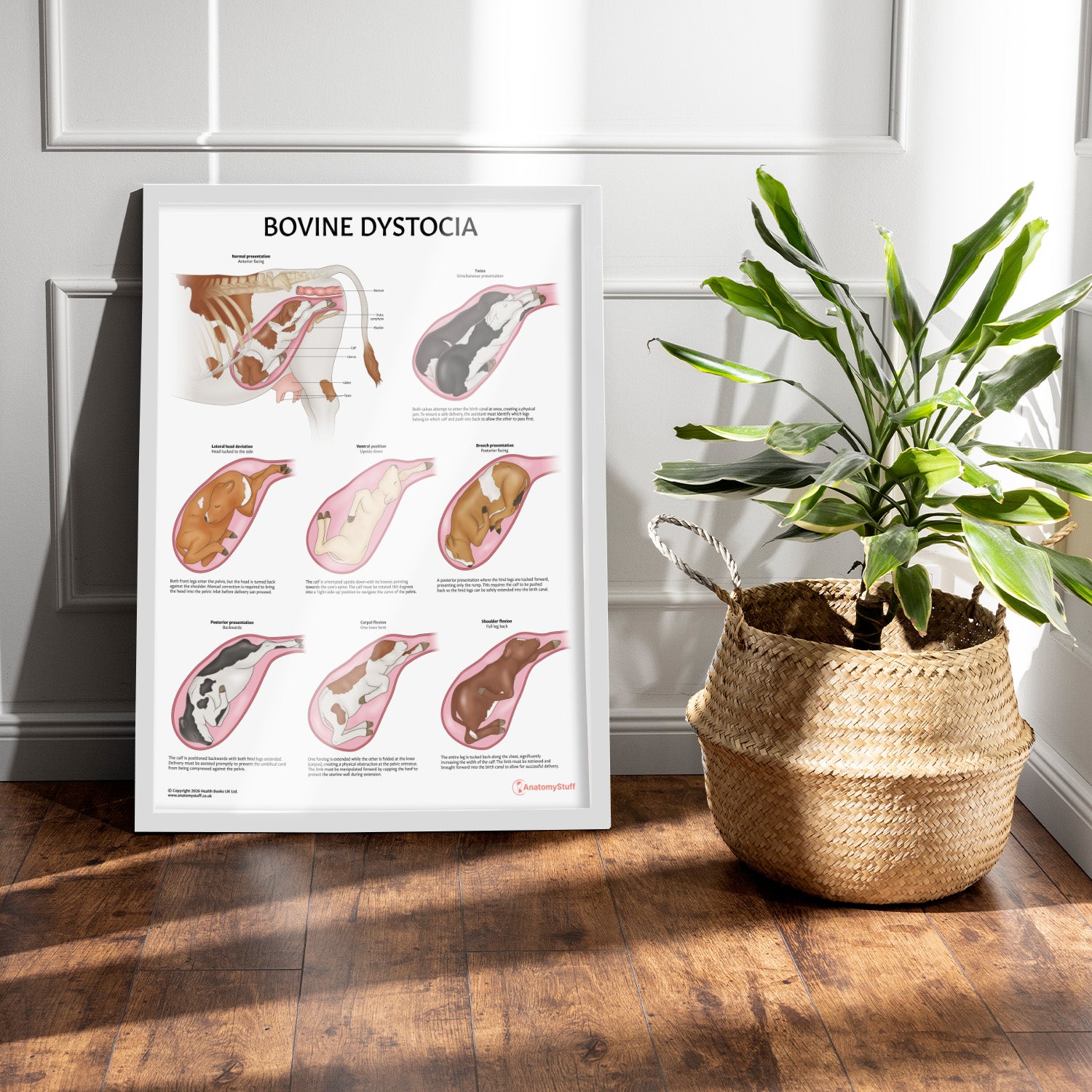 Bovine Dystocia Chart / Poster