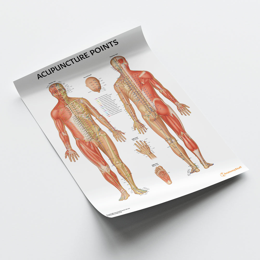 Acupuncture Points Chart / Poster
