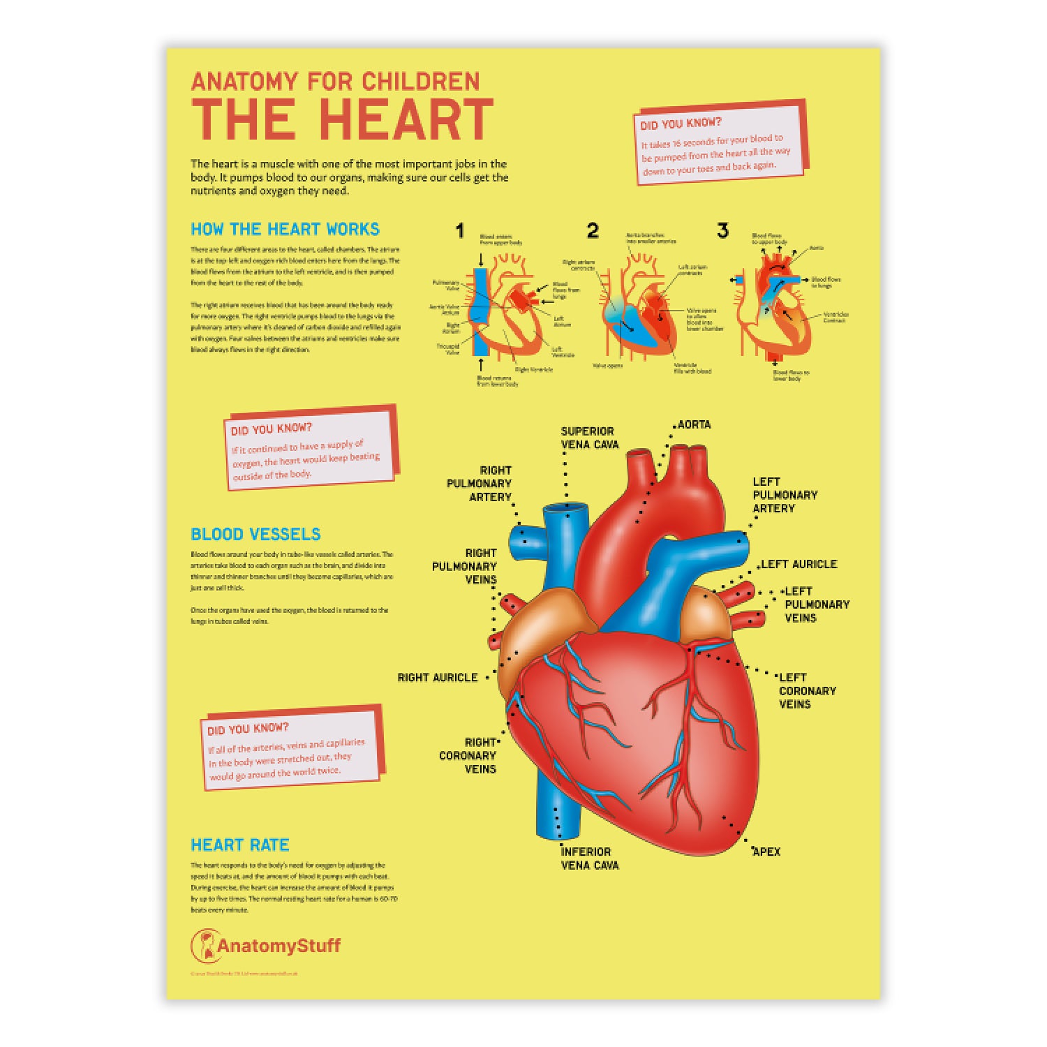Anatomy for Children: The Heart Poster | Educational Circulatory Chart ...