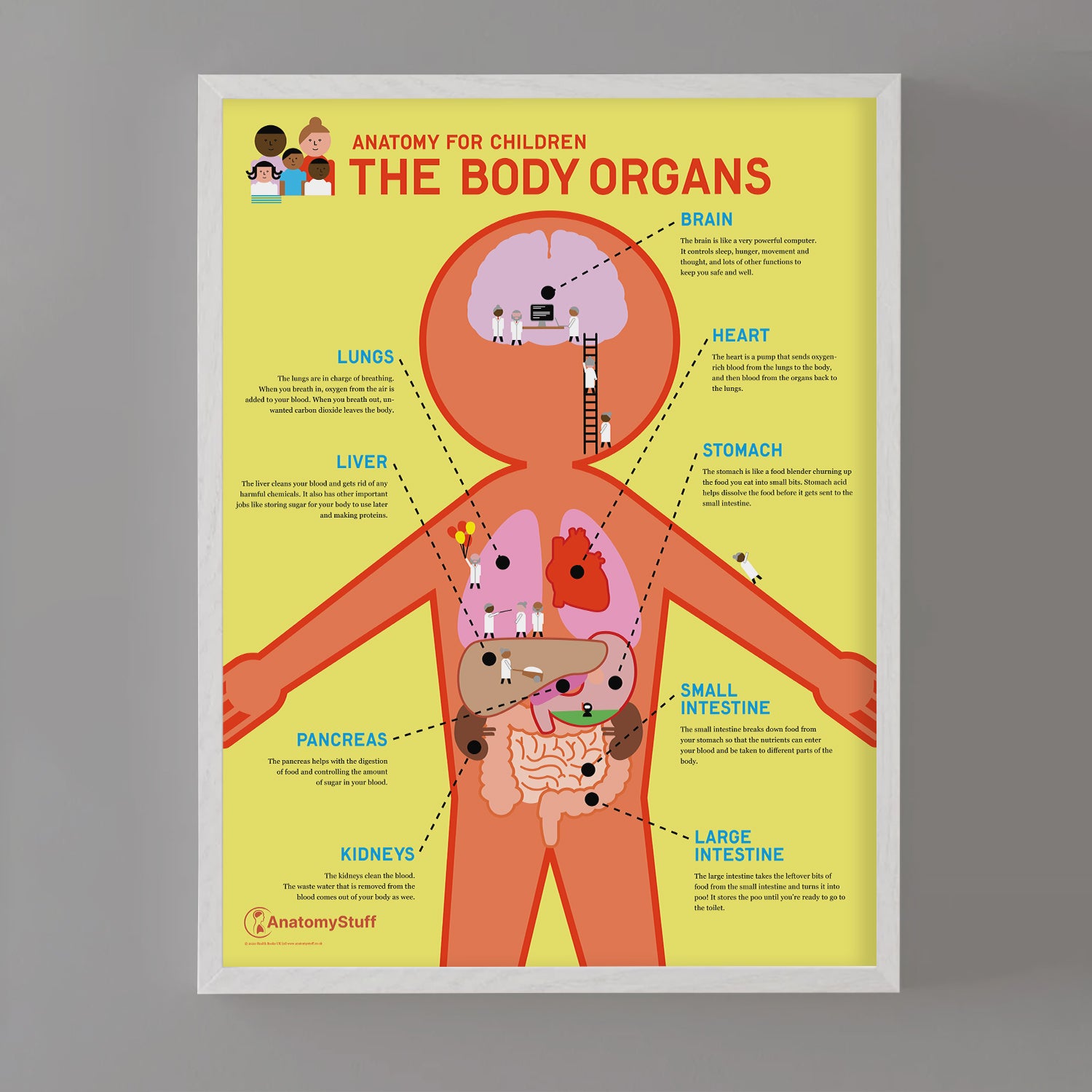Anatomy for Children: The Body Organs Poster | Educational Wall Chart