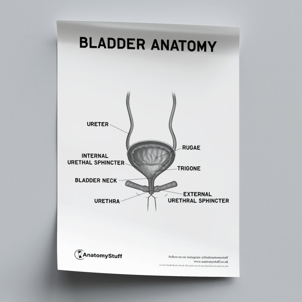 Bladder Anatomy PDF Poster | Urinary System Chart Download – AnatomyStuff