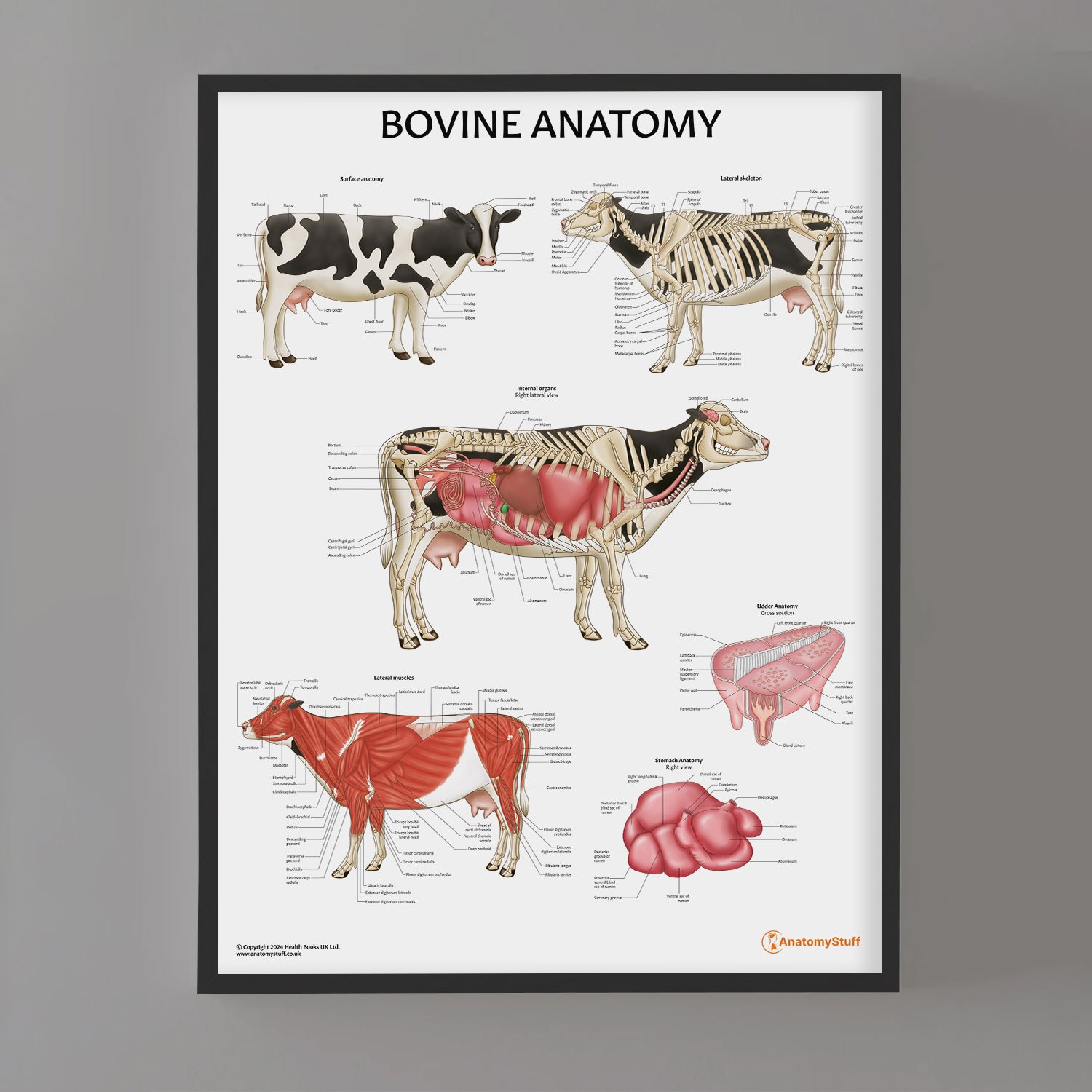 Bovine Anatomy Poster Cow Muscles And Organ Chart AnatomyStuff Bovine Anatomy Poster Cow Muscles And Organ Chart AnatomyStuff