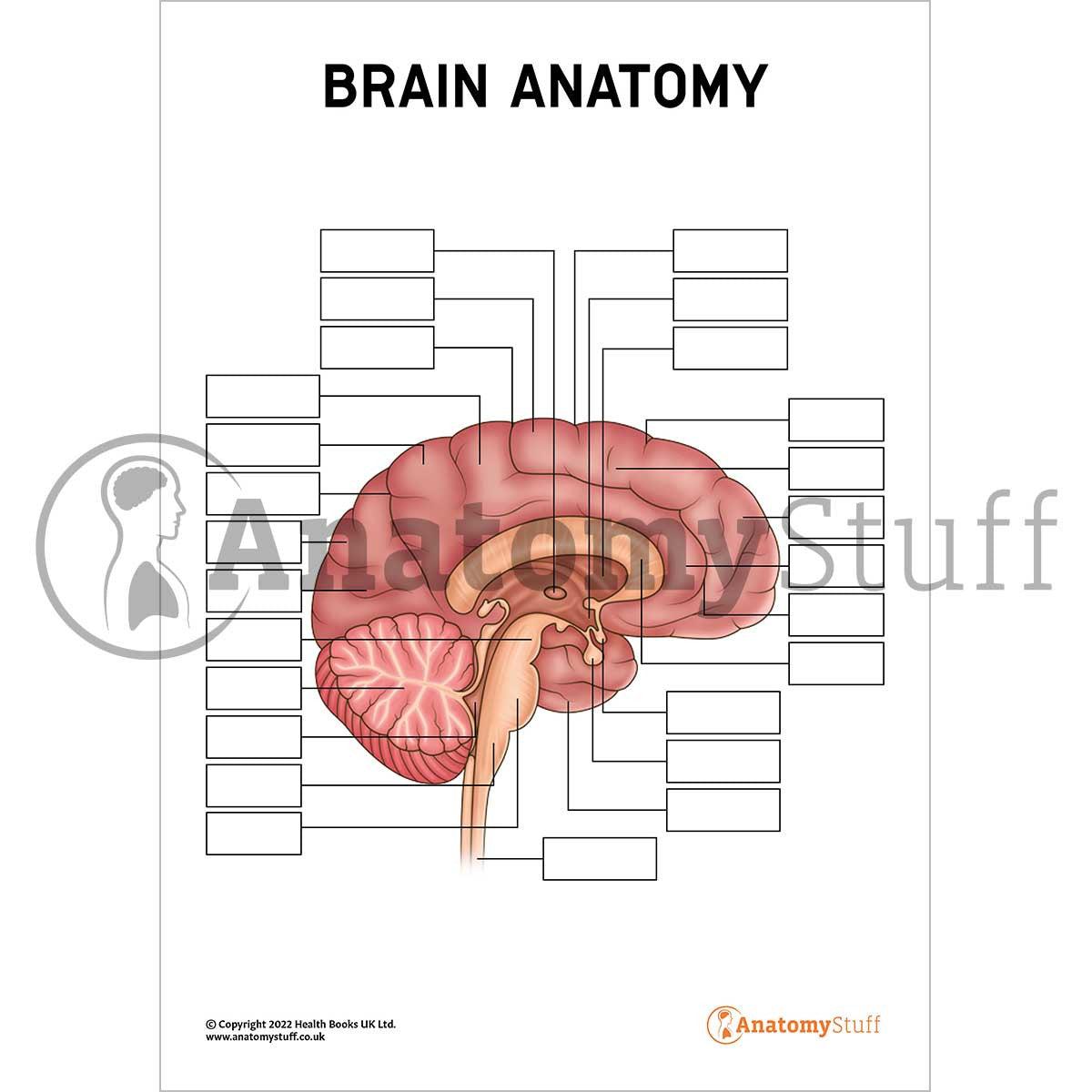Brain Anatomy Poster & Worksheet PDF – Interactive & Printable ...