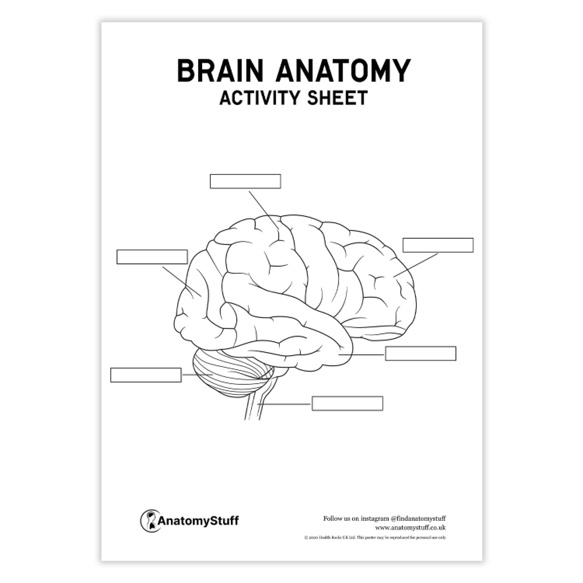 Brain Anatomy Activity Sheet | Digital Download | AnatomyStuff