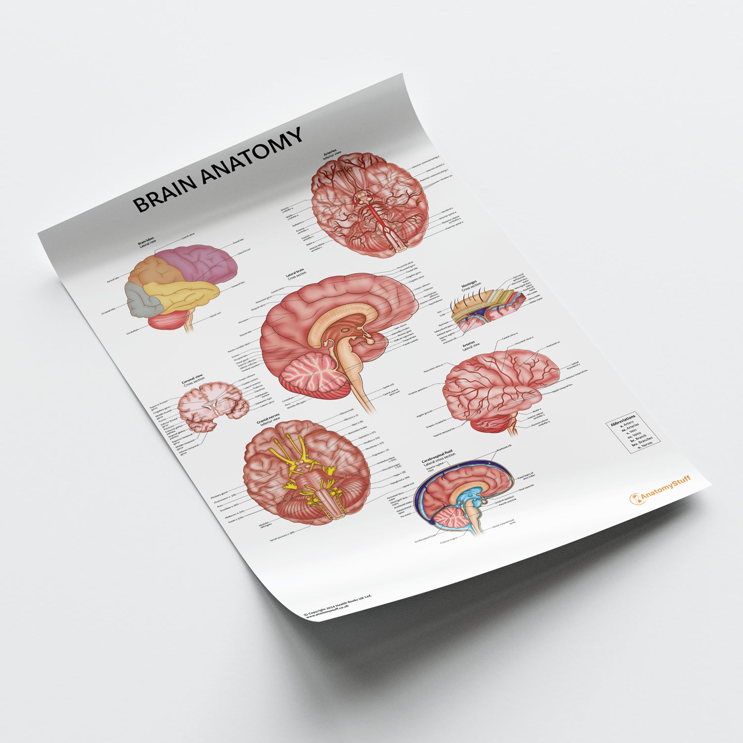 Neuro Body Chart.pdf Brain Anatomy Poster | Neurology Anatomy Poster – AnatomyStuff