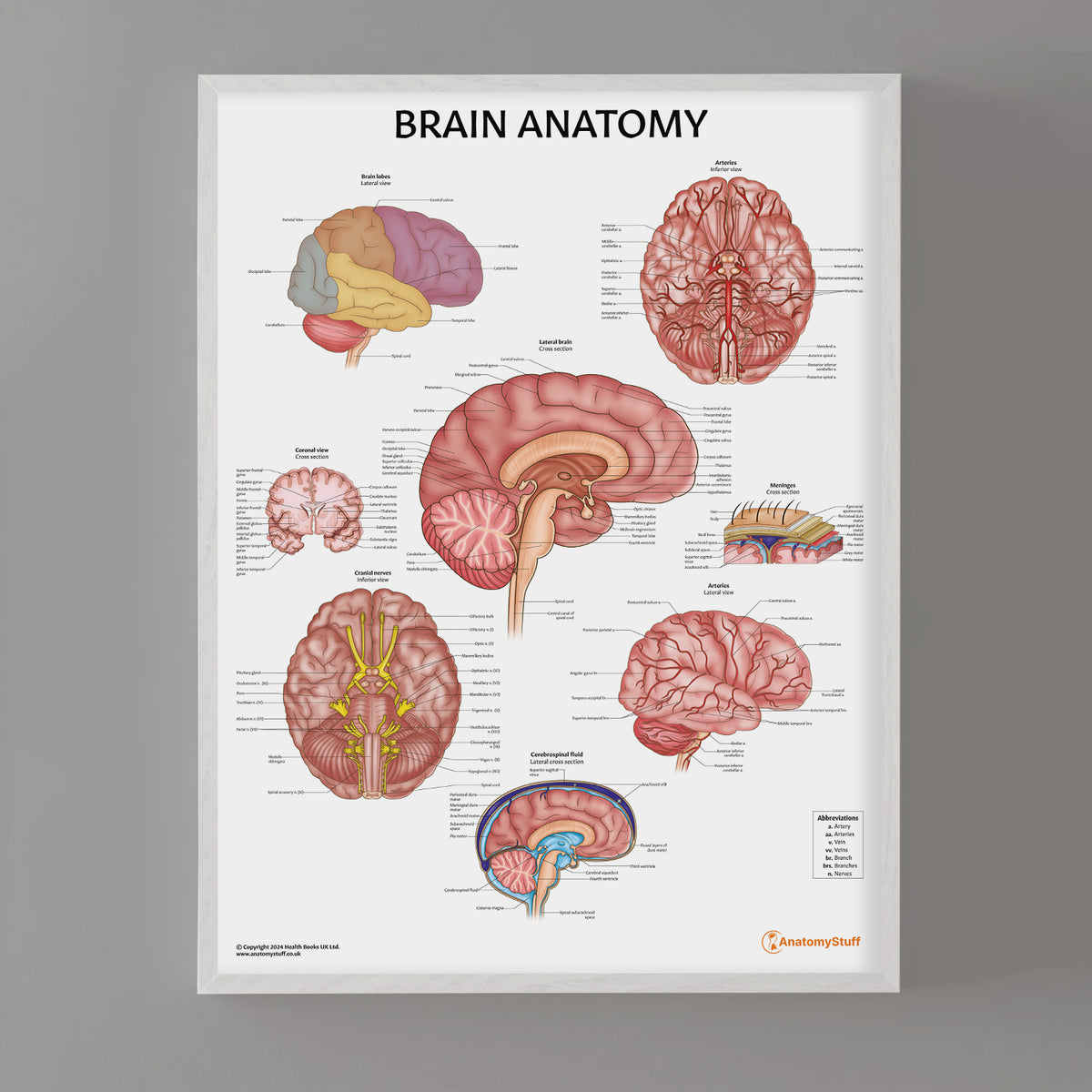 Brain Anatomy Poster | Neurology Anatomy Poster – AnatomyStuff