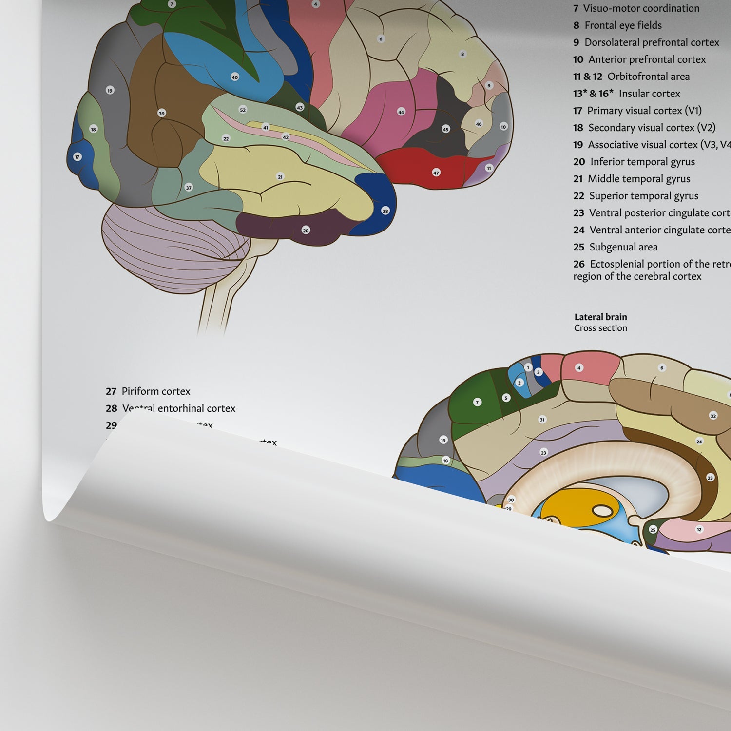 Brodmann Brain Areas Poster | Cerebral Cortex Anatomy Chart – AnatomyStuff