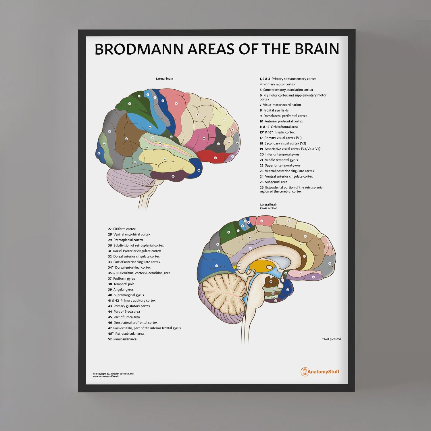 Brodmann Brain Areas Poster | Cerebral Cortex Anatomy Chart – AnatomyStuff