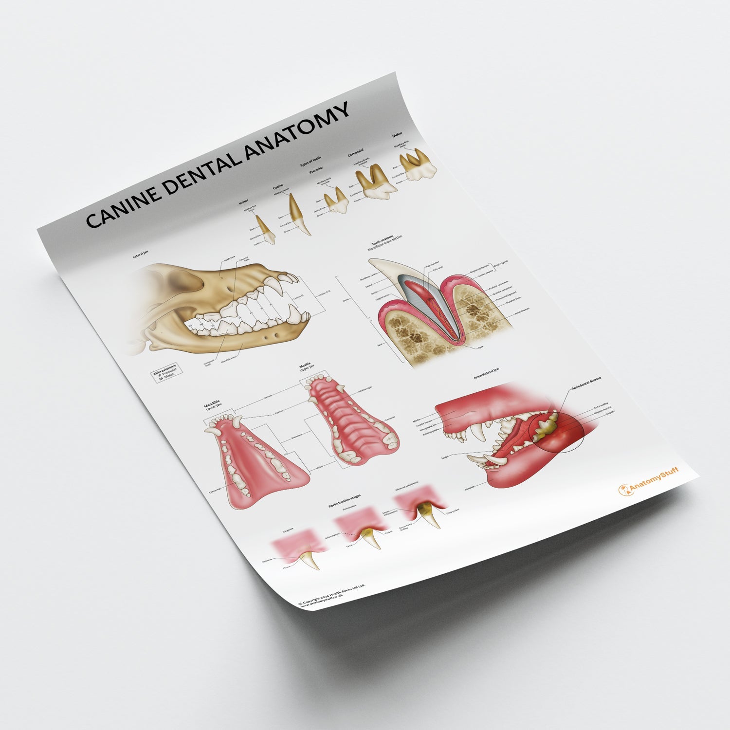 Canine Dental Anatomy Poster | Dog Teeth & Jaw Chart – AnatomyStuff