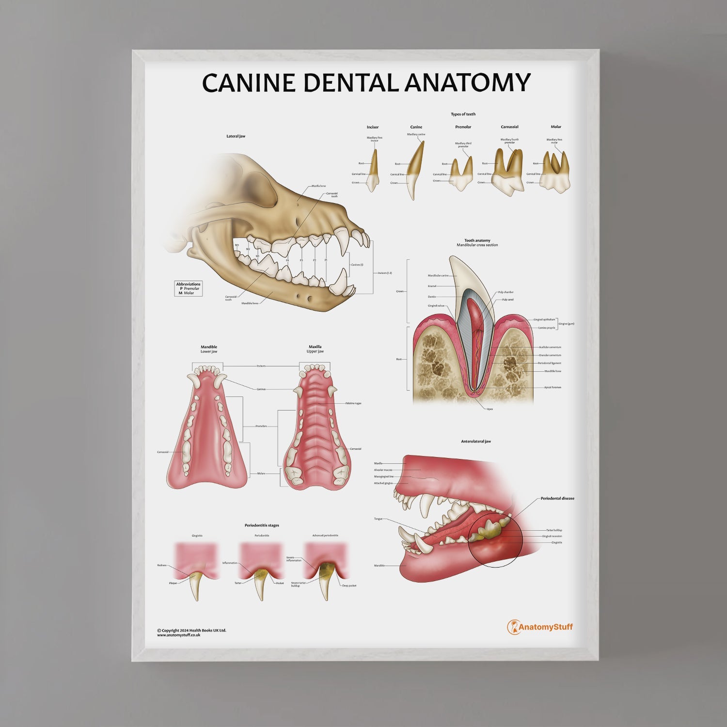 Canine Dental Anatomy Poster | Dog Teeth & Jaw Chart – AnatomyStuff