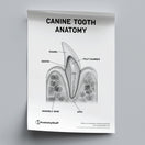 Switch Canine Dental Anatomy Poster PDF 2 image