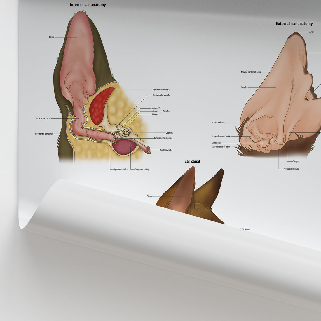 Canine Ear Anatomy Poster | Dog Ear Structure Educational Chart ...