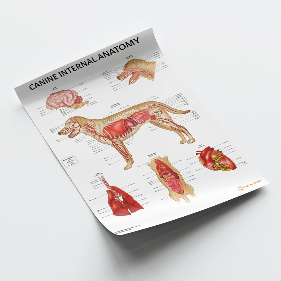 Canine Internal Anatomy Chart / Poster