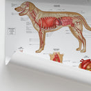 Switch Canine Internal Anatomy Chart / Poster 2 image
