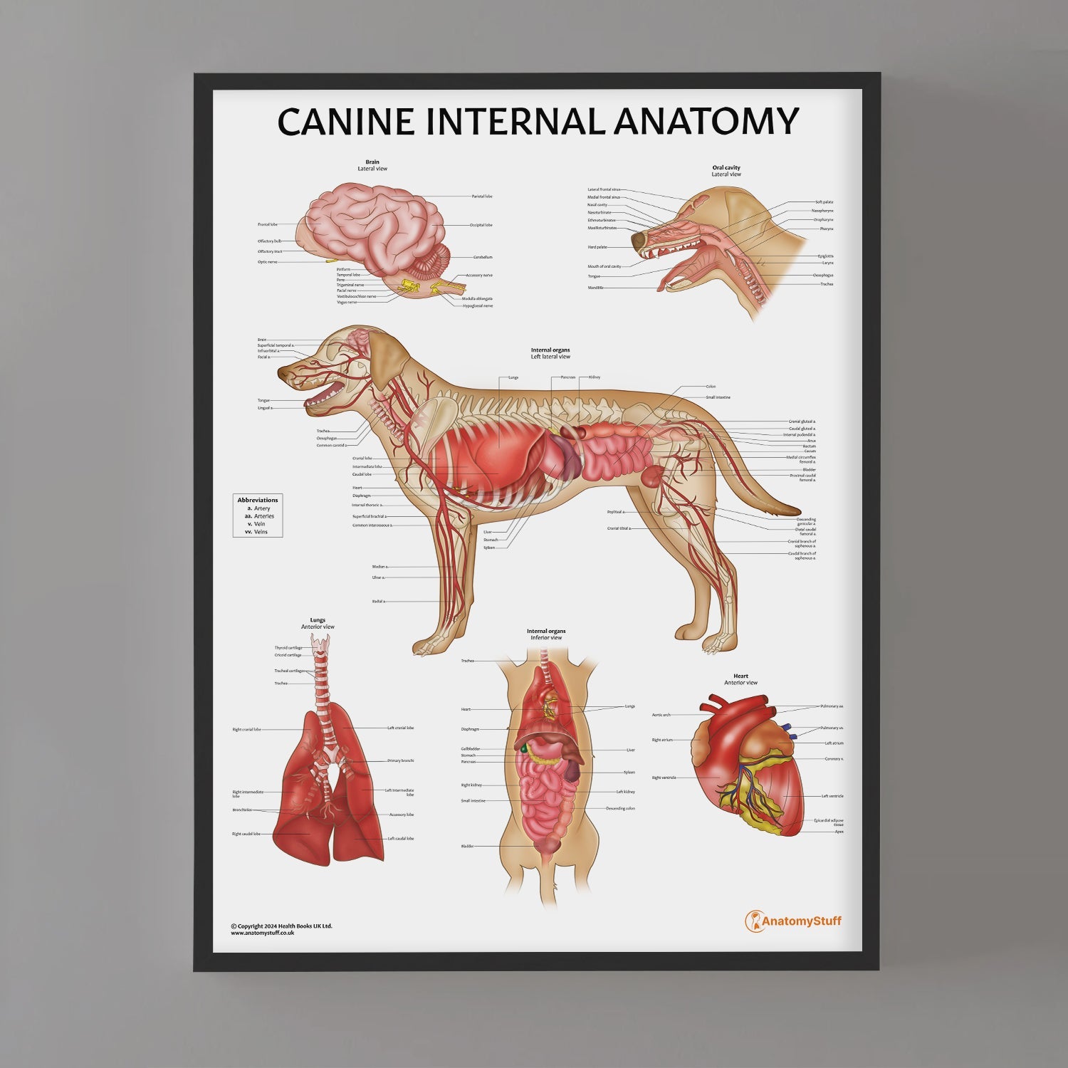 Canine Internal Anatomy Chart / Poster