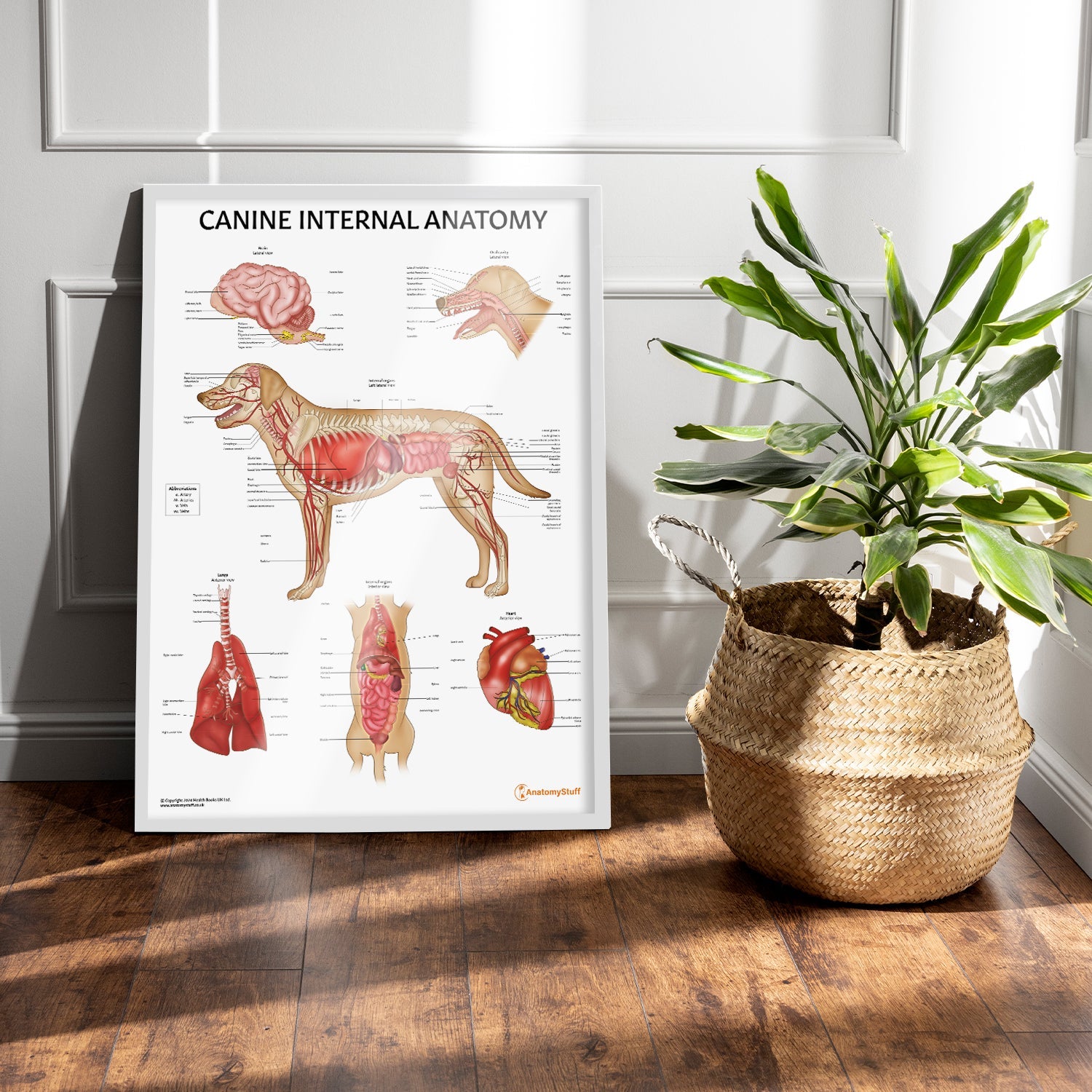 Canine Internal Anatomy Chart / Poster