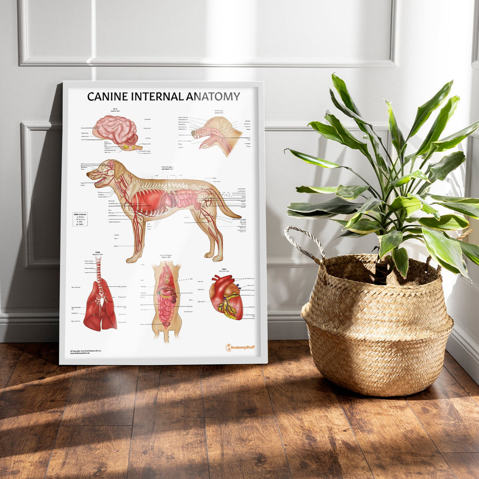 Canine Internal Anatomy Chart / Poster
