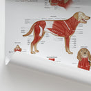Switch Canine Muscular Anatomy Chart / Poster 2 image