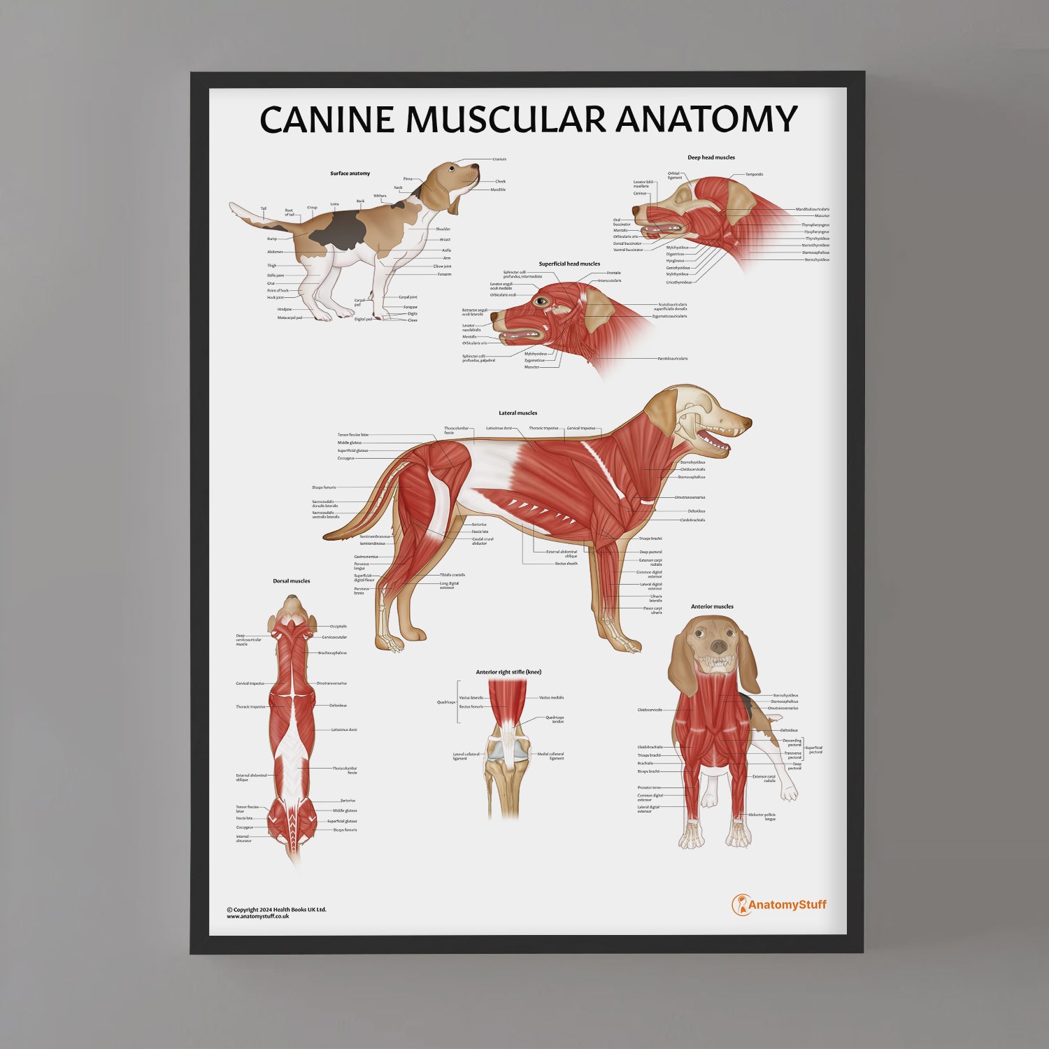 Canine Muscular Anatomy Chart / Poster