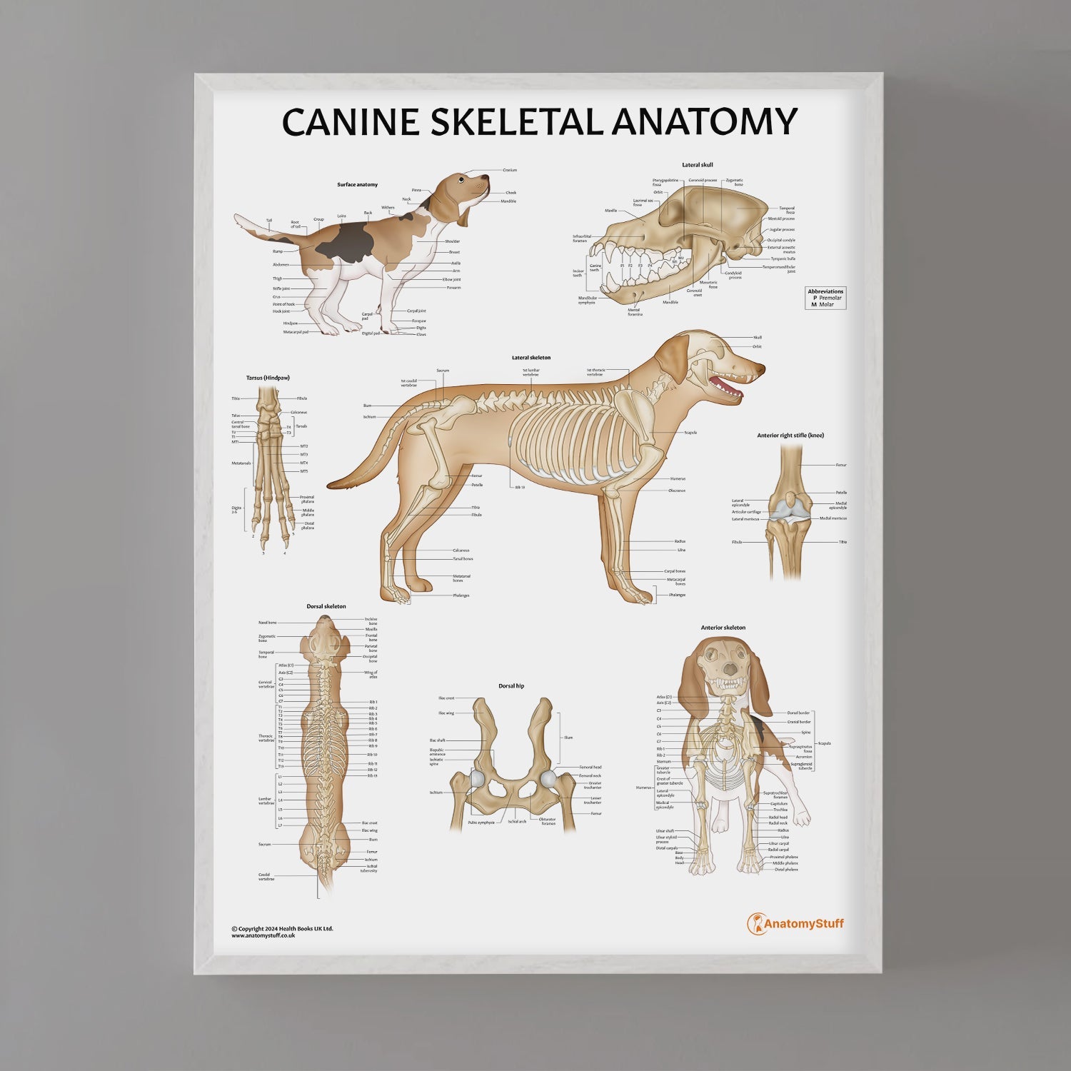 Canine Skeletal Anatomy Chart / Poster