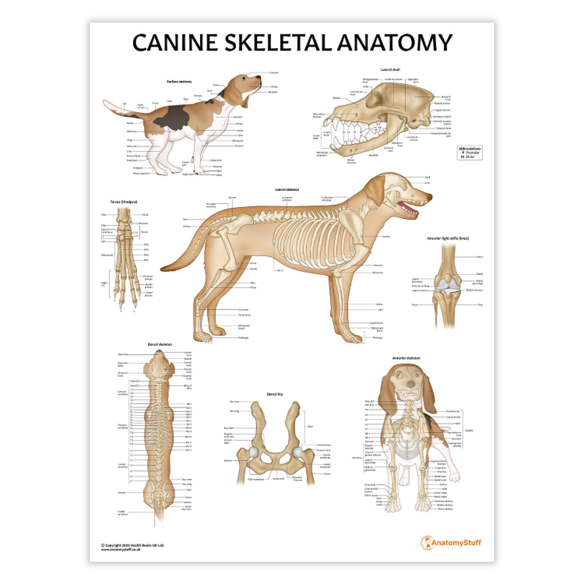 Canine Anatomy Models and Dog Posters | Veterinary – AnatomyStuff