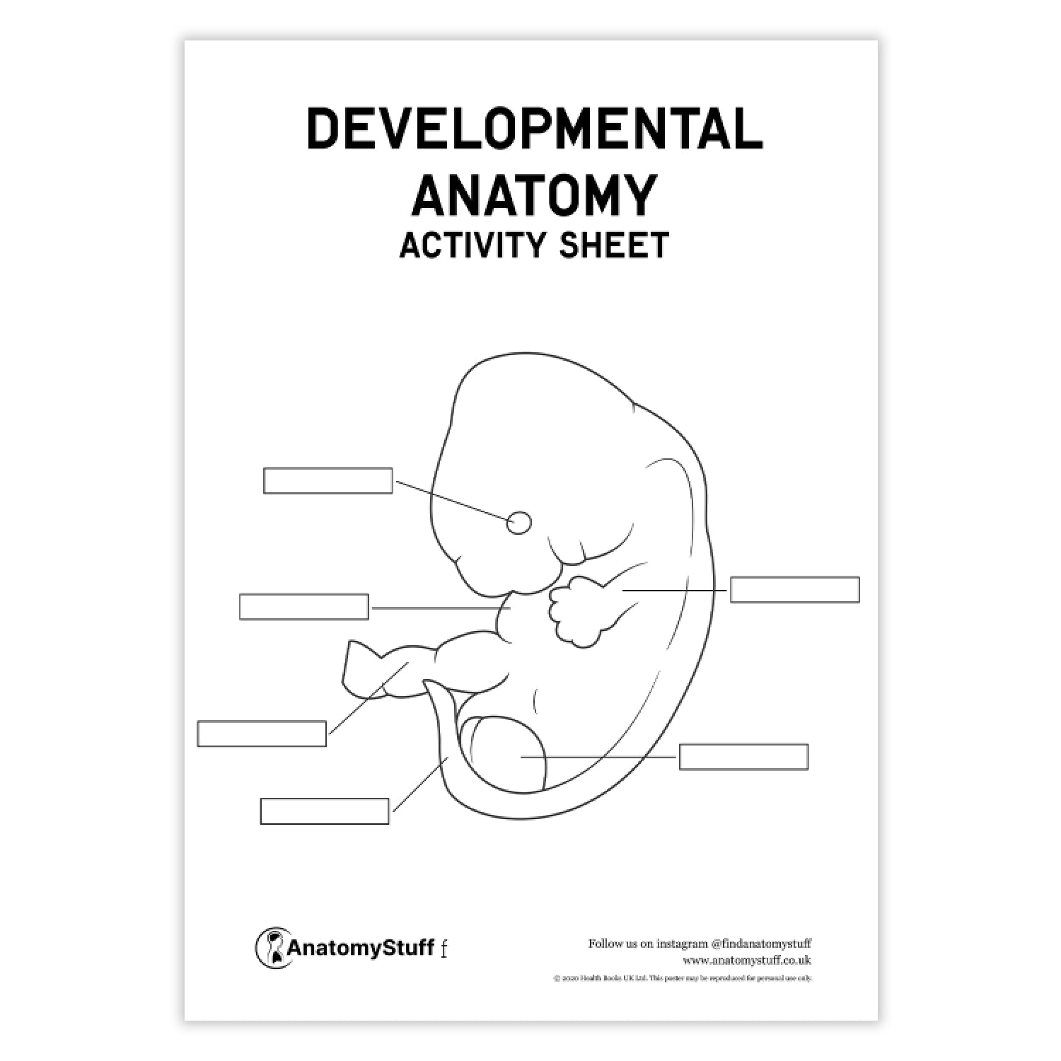 Developmental Anatomy Activity Sheet | Digital Download | AnatomyStuff