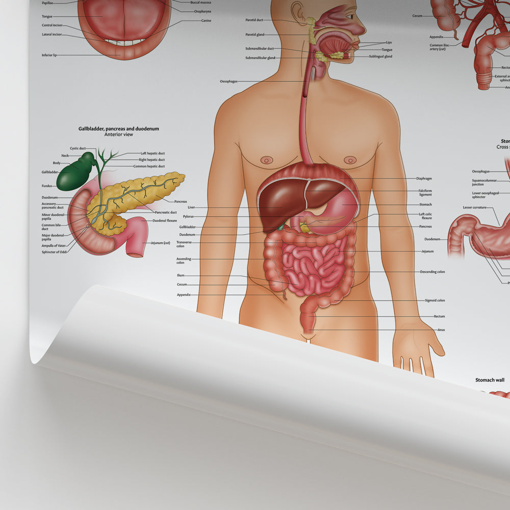 Human Digestive Anatomy Poster Digestive System Chart AnatomyStuff