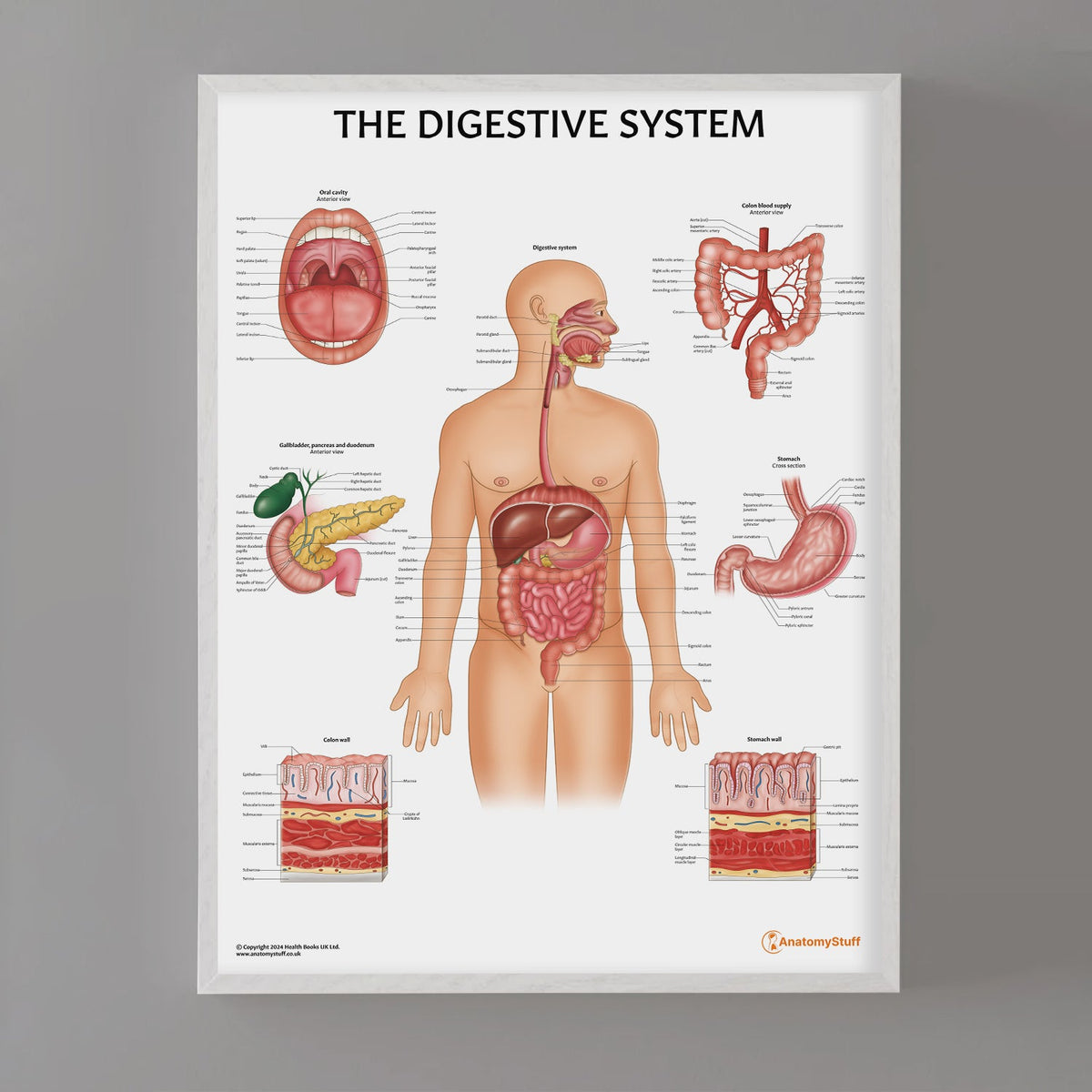 Human Digestive Anatomy Poster Digestive System Chart AnatomyStuff