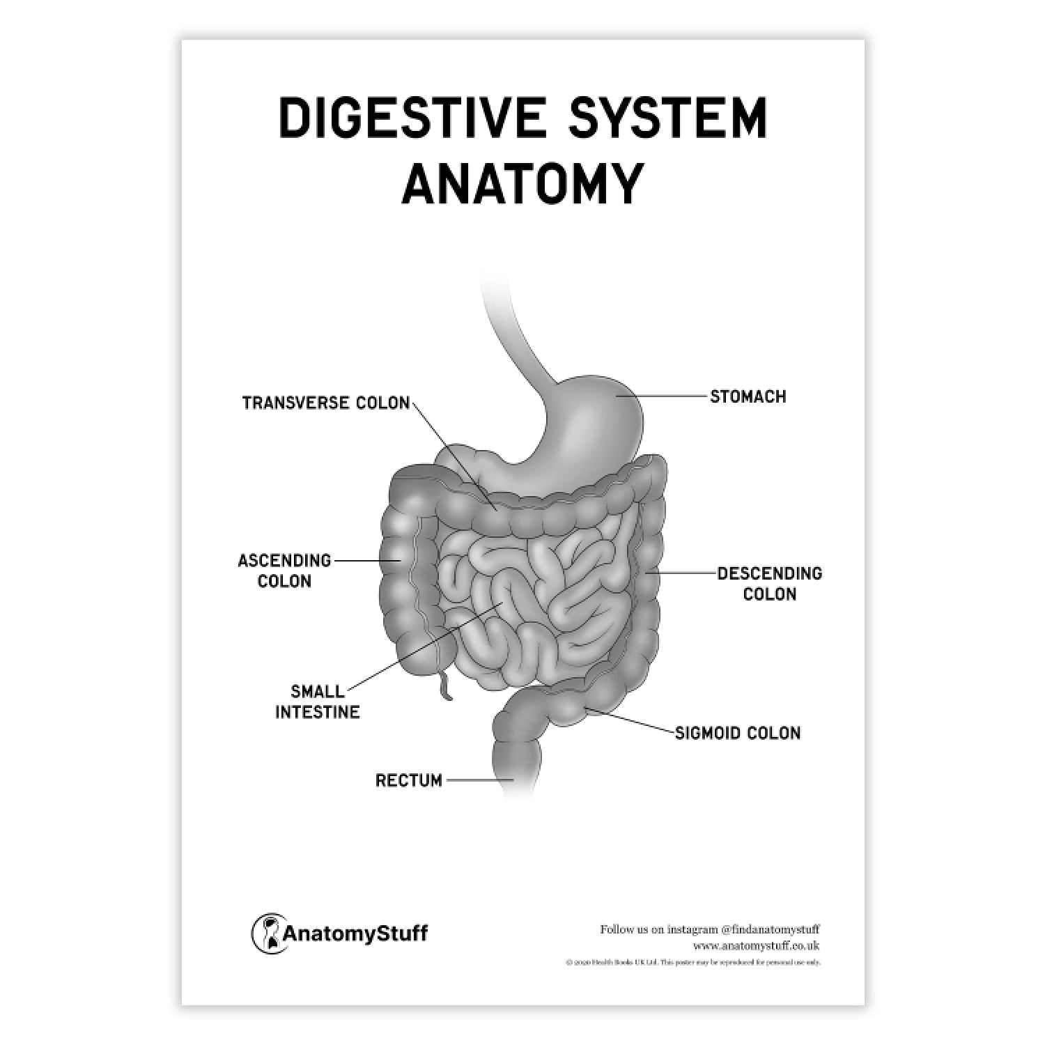 Anatomical Systems.pdf Digestive System PDF Poster | Human Anatomy Chart Download – AnatomyStuff
