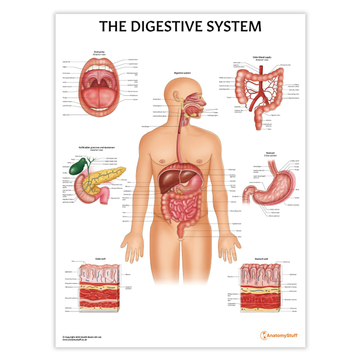 Digestive System Poster Example Digestive System Anatomy Posters – AnatomyStuff