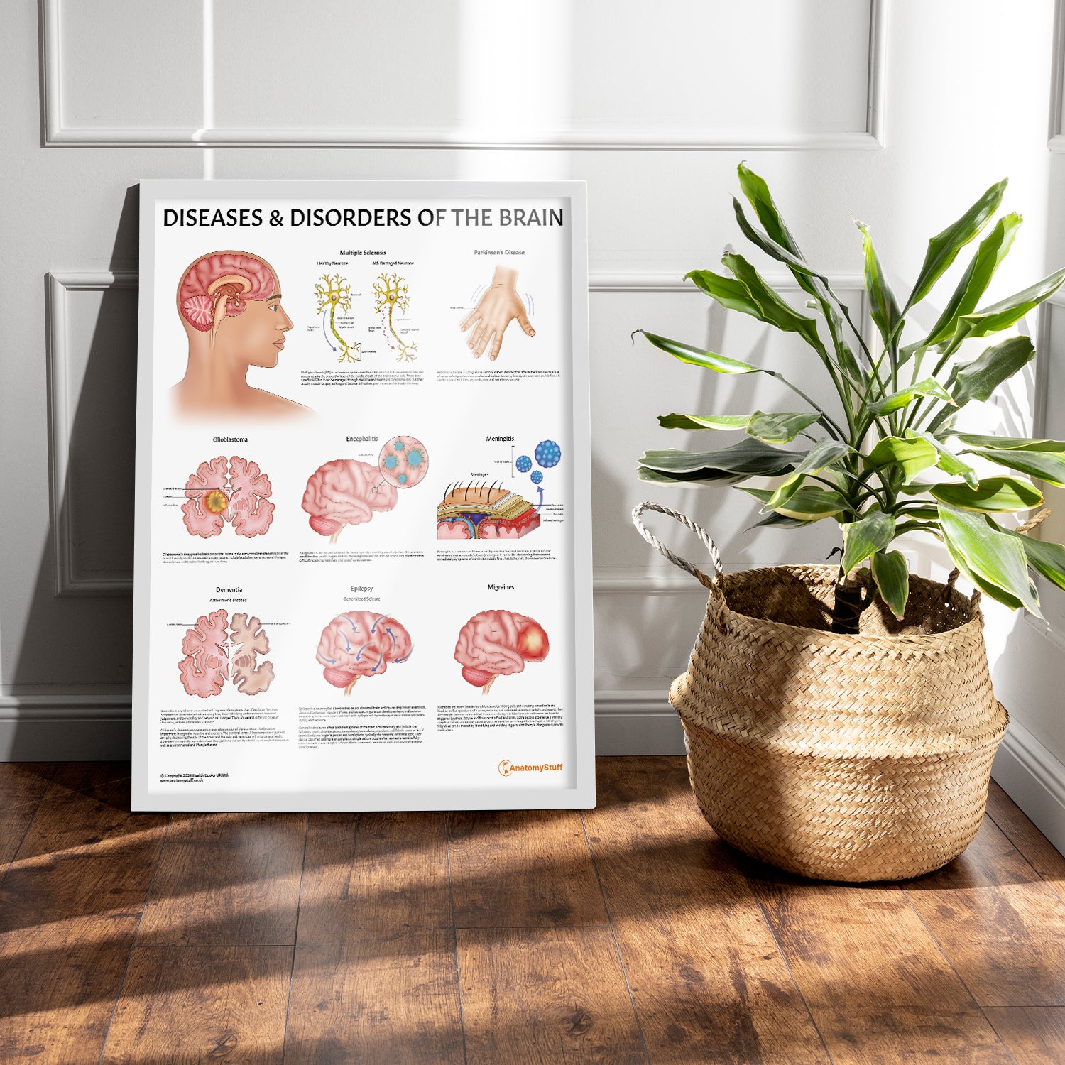Diseases & Disorders: The World's Best Anatomical Charts - Terza Edizione, Libro Di Anatomia Con 70 Tabelle A Colori, 83 Pagine, In Inglese
