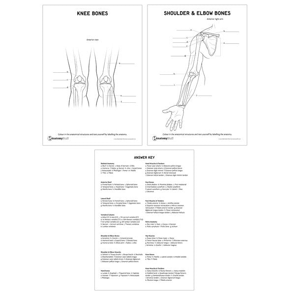 Knee Bones, Shoulder & Elbow Bones Plus Answer Key Sheet - Interactive downloadable PDF Anatomy Revision Pack